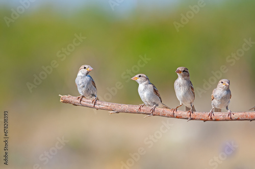 Young house sparrows (Passer domesticus) on a branch.