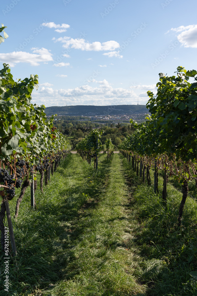 Vineyards in Germany against a beautiful backdrop. A vertical photo of vineyards with a beautiful landscape in the background.