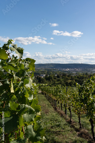 A vertical photo of vineyards with a beautiful landscape in the background. A beautiful landscape with hills overlooking vineyards in the foreground.