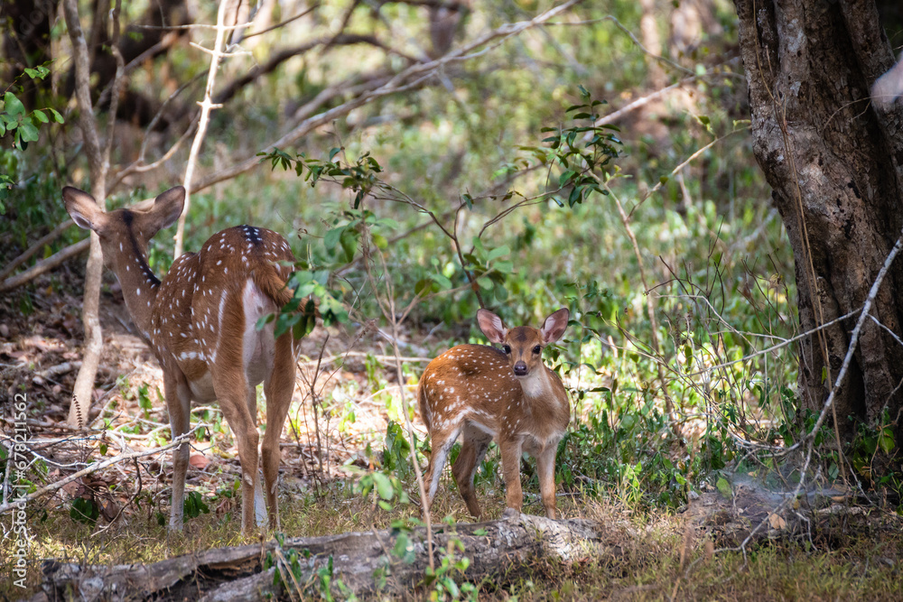 a group of deers in yala national park, sri lanka a group of deers in yala national park, sri lanka