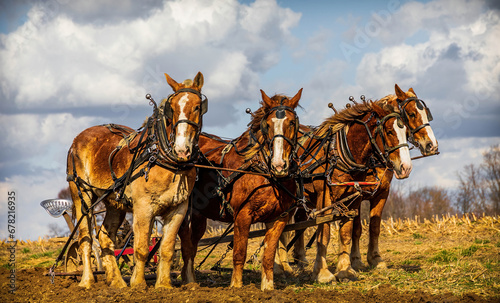 Canvas Print Horses in the field