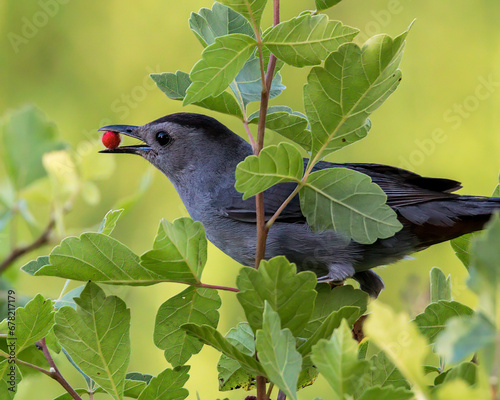 Bird on a branch with berry. photo