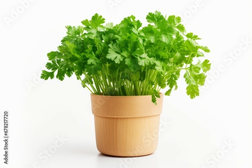 Parsley plant isolated with a pot