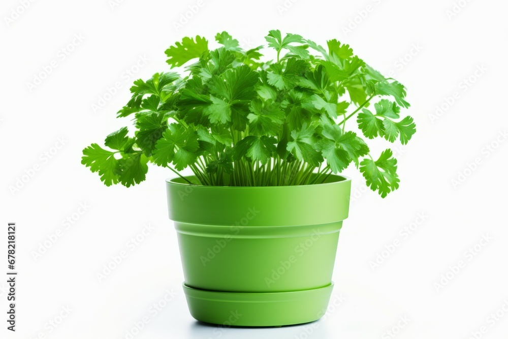 Parsley plant isolated with a pot Parsley plant isolated with a pot