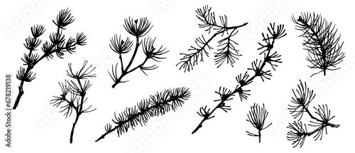 Set of silhouettes, doodles of coniferous branches of spruce and pine. Vector graphics.