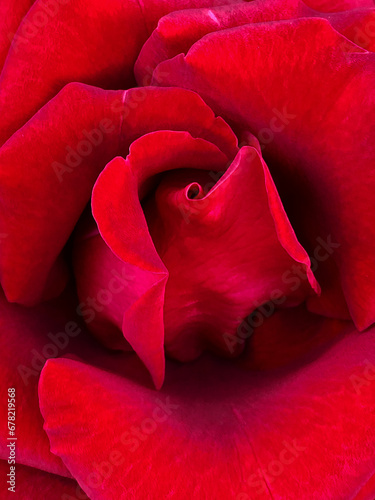 Close-up of the center of a red rose flower bud.