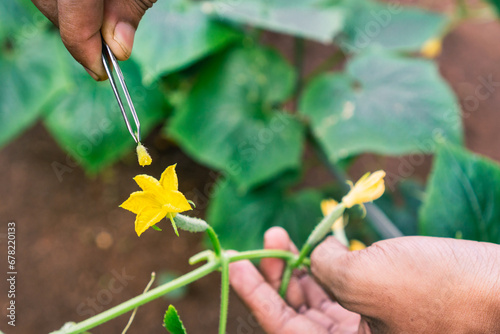 Carta da parati The gardener performs manual pollination by using tweezers to clip male flowers