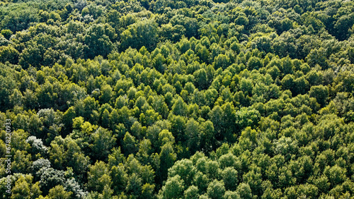 Beautiful dense forest  top view. The tops of a variety of trees.