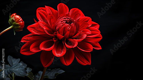 A close up of a red flower with a black background. © Hassan