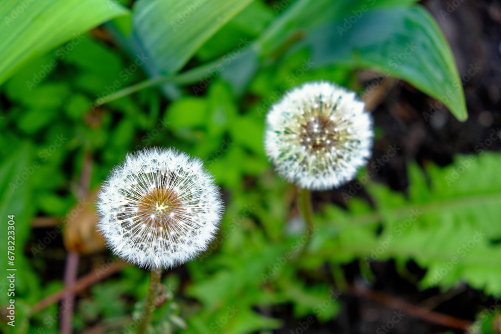 This image captures two dandelion seed heads in a garden setting. This image captures two dandelion seed heads in a garden setting.