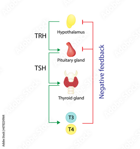 Feedback loop controlling thyroid hormone secretion into the blood. Thyroid gland, T3 and T4. hypothalamus, TRH and pituitary gland, TSH. Vector illustration.