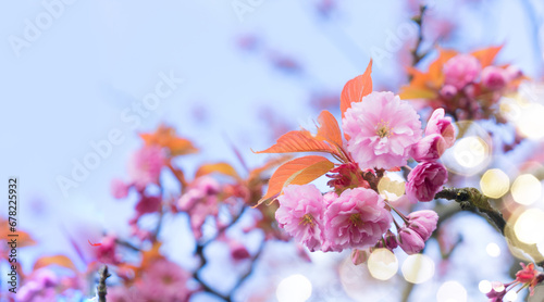 Cherry tree blossom on blue sky background, shallow focus, web banner