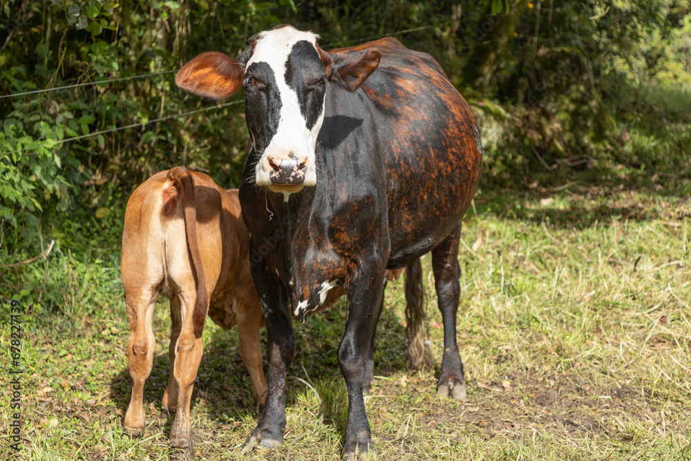 cows in the field