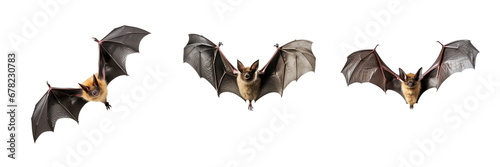 Set of Flying bat isolated on transparent or white background