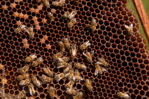 Queen bee in centre. Honeybees in nest around queen bee. .