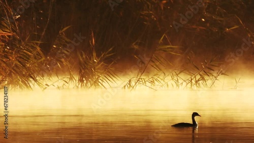 Wild ducks swim at dawn. Morning on the pond 4K footage. Wild birds nature background. Golden hour on the river. photo