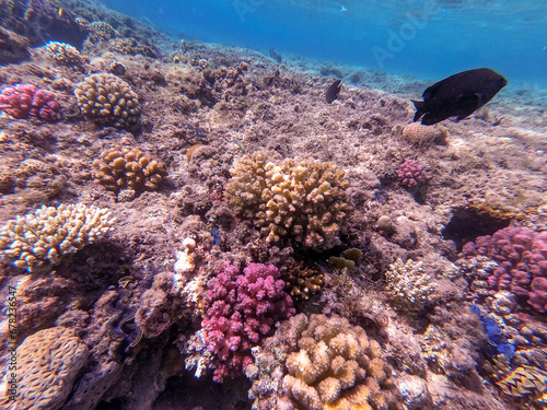 Underwater life of reef with close up view of corals and tropical fish. Coral Reef at the Red Sea  Egypt.