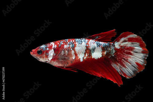 Multi color betta fish female on black background.Multi color Siamese fighting fish(halfmoon),fighting fish,Betta splendens,on black background