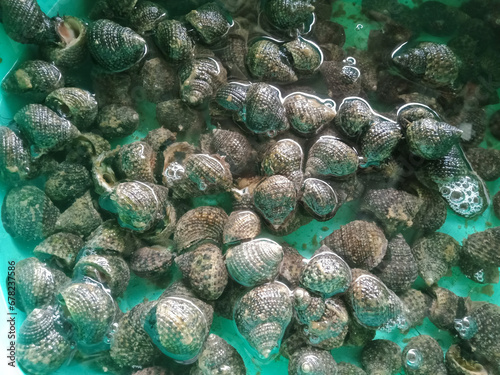 common sea shells, gastropod