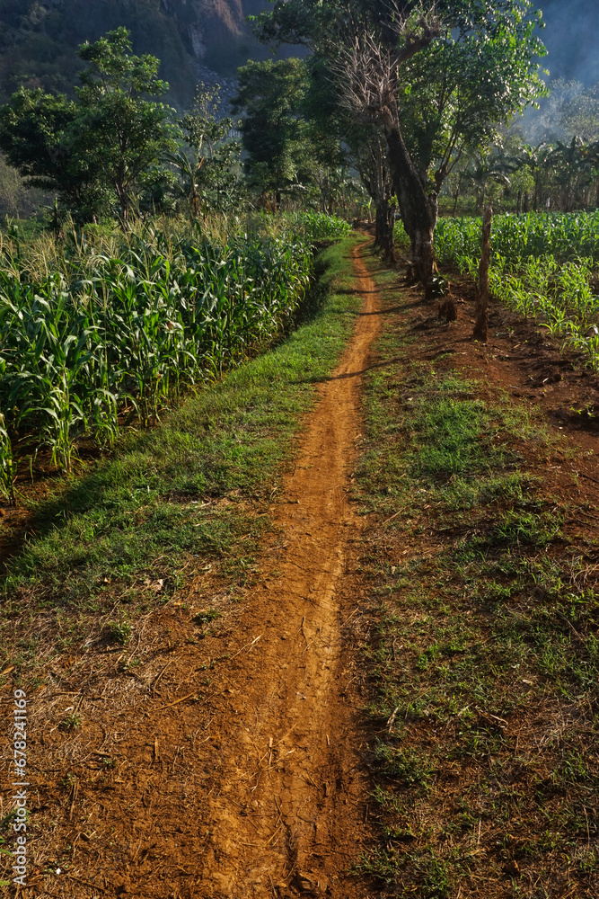 Naklejka premium corn garden in farmer's garden and footpath