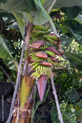 Banana cultivation on the Island of La Palma