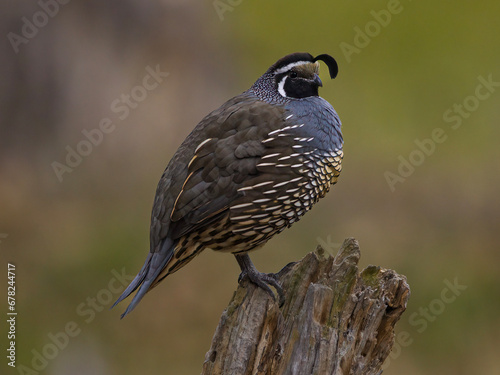 California Quail