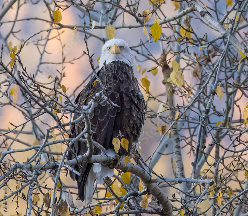 eagle in the tree