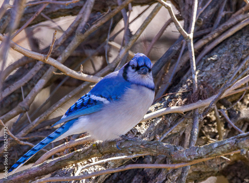blue jay on a branch