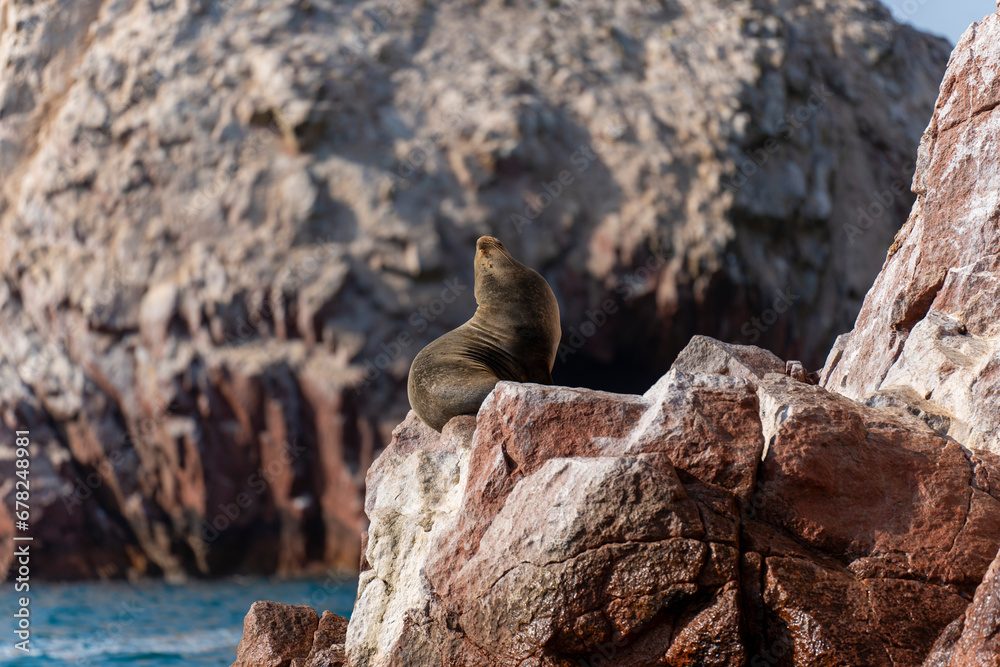 Fototapeta premium Lion de mer sur des rochers