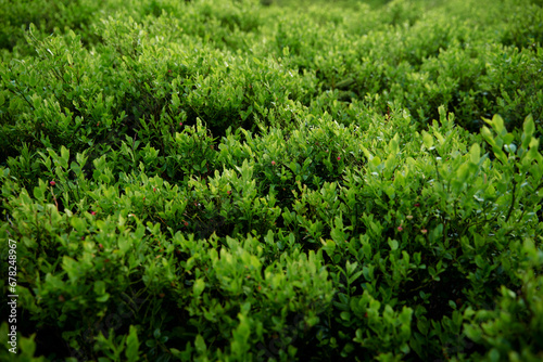 Canvas-taulu Vaccinium myrtillus. Blueberry or billberry plant in the forest.