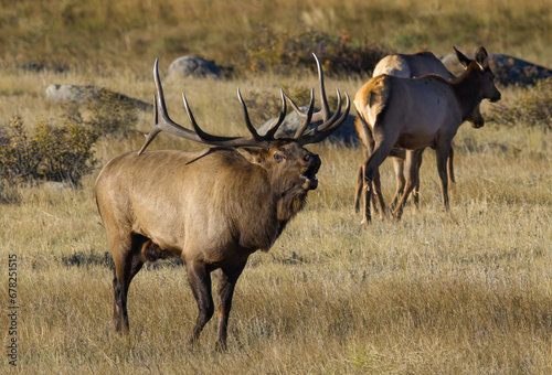 Wallpaper Mural Elk in the wild Torontodigital.ca