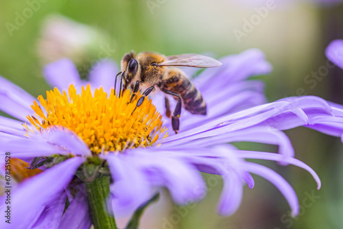 bee collecting pollen or nectar from Aster alpinus or Alpine aster purple or lilac flower. Blue flower like a daisy in flower bed.
