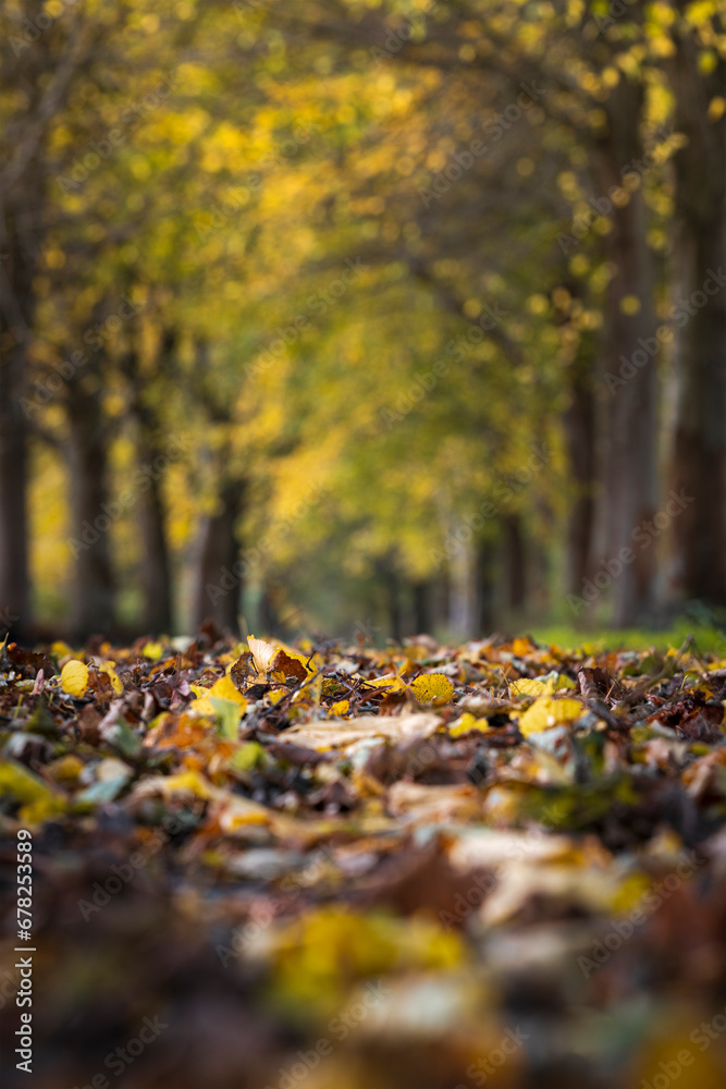 selective focus image of an autumn forest path, fallen autumn leaves