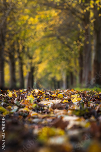 selective focus image of an autumn forest path  fallen autumn leaves