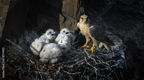 Wild Gyrfalcon with chicks in a nest.  photo