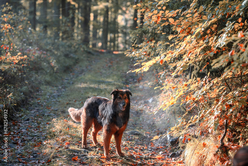 Dog in the golden light on the forest path. 