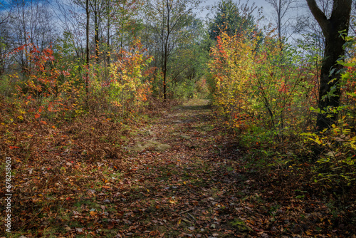 Leafy Trails (2023)