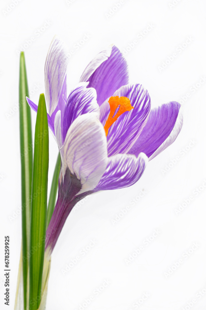 Naklejka premium Crocus flower on white background