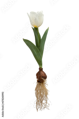 Vintage flower