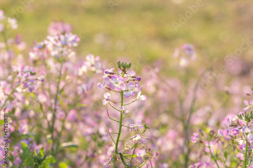 春の海辺の野原に咲くハマダイコンの花