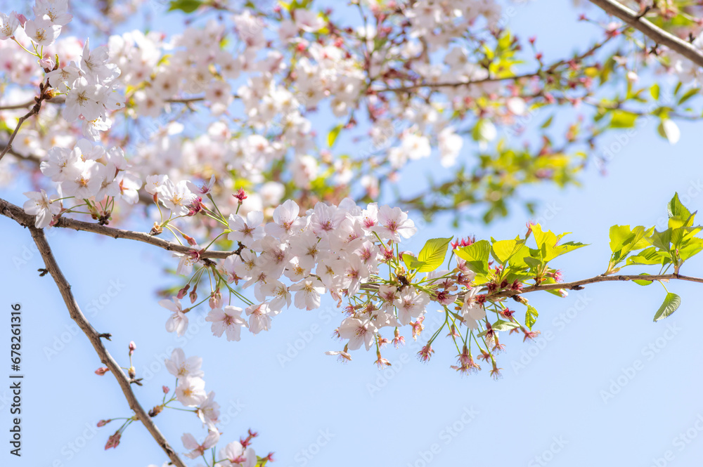 桜の花と青い空