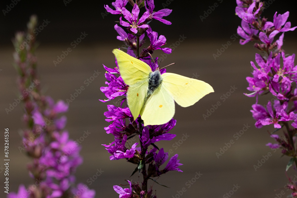 Gelber Zitronenfalter trinkt Nektar aus einer violetten Blume. Gelber Zitronenfalter trinkt Nektar aus einer violetten Blume.
