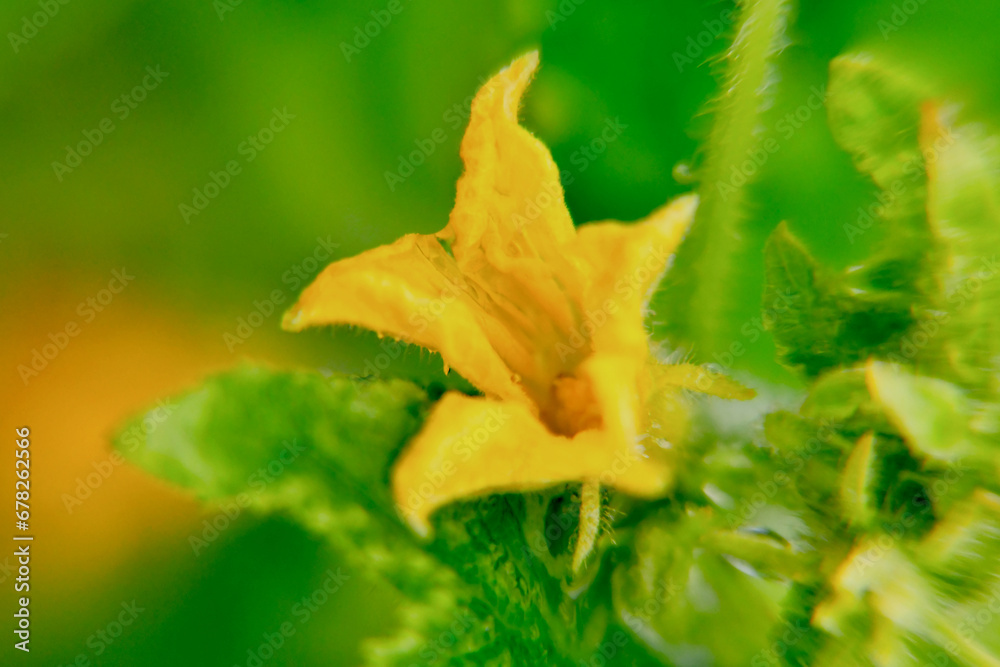 Macro photo of pumpkin flower with green leaves. Macro photo of pumpkin flower with green leaves.
