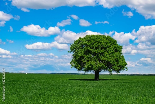 View of beautiful green field with a tree and fresh grass on a sunny day
