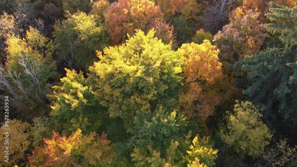 Autumn forest seen from above. Aerial drone view of german colorful forest in the fall season Autumn forest seen from above. Aerial drone view of german colorful forest in the fall season