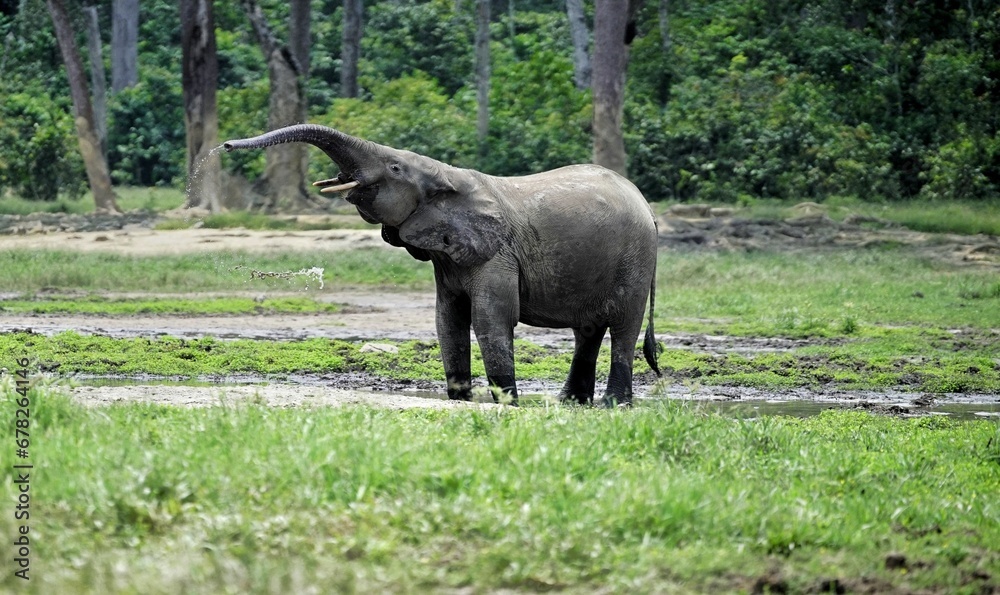 Fototapeta premium Beautiful closeup of a cute elephant walking in a field