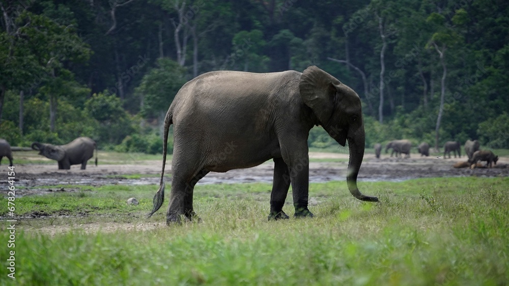 Beautiful closeup of an elephant walking in a field