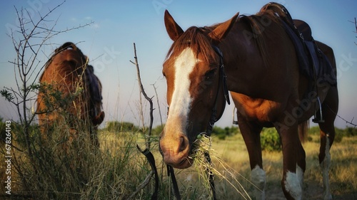 Closeup of horses grazing a field