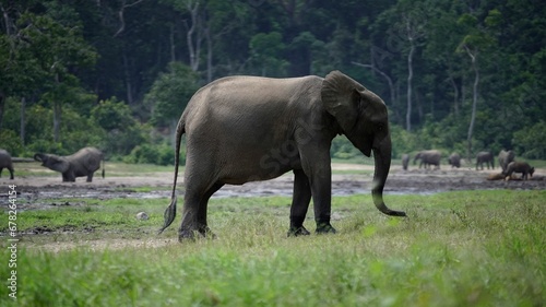 Beautiful closeup of an elephant walking in a field