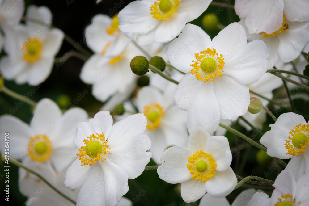 Windflowers (2023) Windflowers (2023)